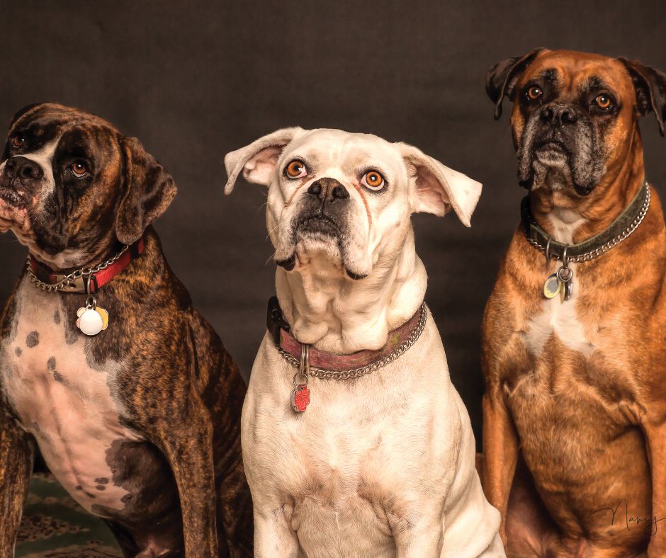 Is Lavender Essential Oil Safe for Dogs?