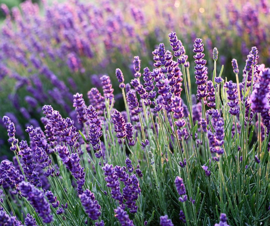 Lavender Room Spray: A Natural Way to Relax and Unwind